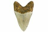 Fossil Megalodon Tooth - North Carolina #164835-2
